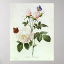 Search for pierre joseph redoute posters Illustration