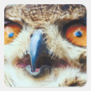 Search for owl photo stickers Colour image