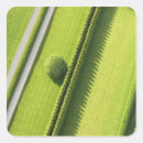 Search for hedge stickers Green