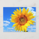 Search for yellow sunflowers postcards Bee