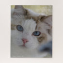 Search for cat face puzzles Kitten