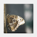 Search for morpho magnets Insect