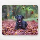 Search for black labrador electronics Pet