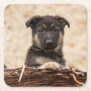 Search for german shepherd coasters Puppy