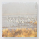 Search for birder coasters Wildlife