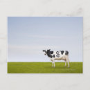 Search for holstein cow postcards Horizontal