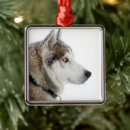 Search for alaskan malamute christmas tree decorations Snow