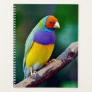 Search for finch Avian