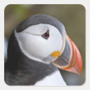 Search for seabird stickers Puffin