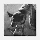 Search for tick magnets Dog