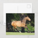 Search for buckskin postcards Bob langrish
