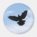 Search for pigeons magnets Homing