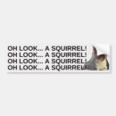 Search for squirrel bumper stickers Animal
