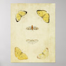 Search for flutter art Insect