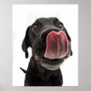 Search for lick posters Dog
