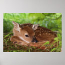 Search for habitats posters Cute