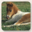 Search for bob coasters Miniature