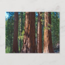 Search for tree trunks postcards California