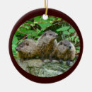 Search for groundhog christmas tree decorations Mammal