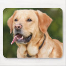 Search for yellow labrador mousepads Puppies