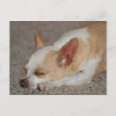 Search for sleeps postcards Dog