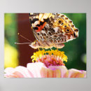 Search for butterfly beauty posters Macro