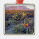 Search for big bend national park christmas tree decorations Scenic