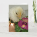 Search for kettle cards Photography