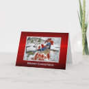 Search for blue jay christmas cards Snow