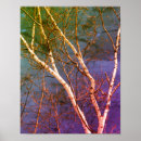 Search for birch tree photography White
