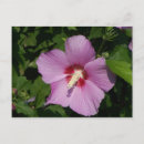 Search for floral postage postcards Photography