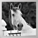 Search for black horse posters Horses