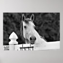 Search for black and white horse posters Horses