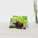 Search for panda cards Zoo animal