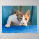 Search for calico cat posters Funny