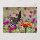 Search for lepidoptera postcards Wildlife