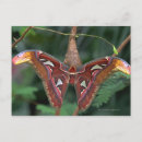 Search for emerging postcards Insect