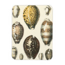 Search for seacoast magnets Shell