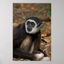 Search for animals in captivity posters Mammal