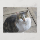 Search for long haired cat postcards Feline