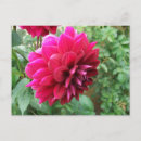 Search for budding invitations Flower