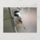 Search for chickadee postcards Pine