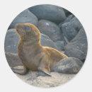 Search for galapagos stickers Island