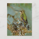 Search for hum postcards Wild