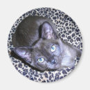 Search for burmese magnets Cat