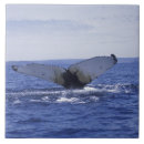 Search for whale tiles Canada