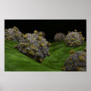 Search for pathogen posters Medical