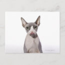 Search for sphynx cat postcards Humour