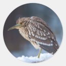 Search for white feather stickers Brown