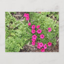 Search for pansies postcards Purple